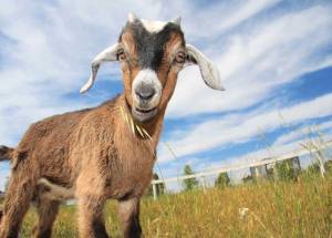 Grt-JF10-goats-kid-i